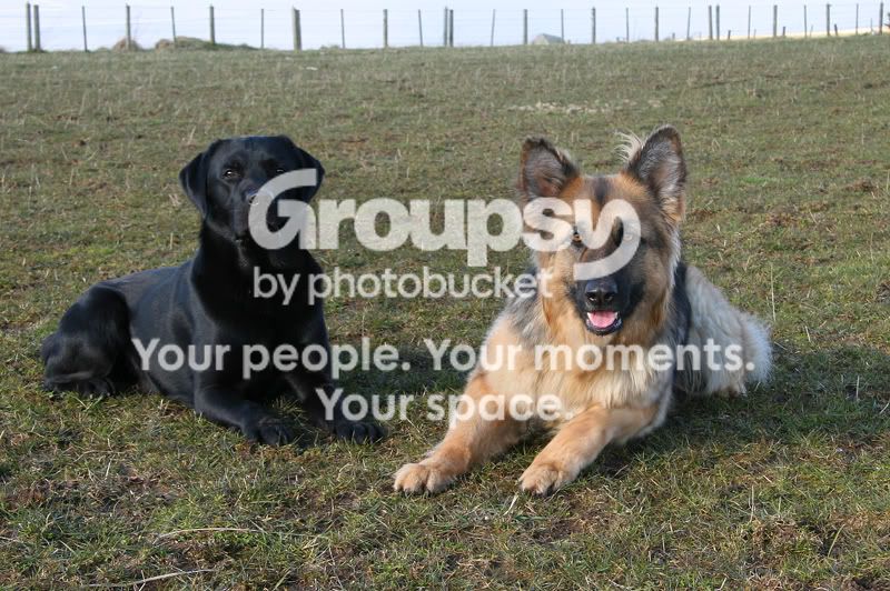 wildguarddogs.jpg