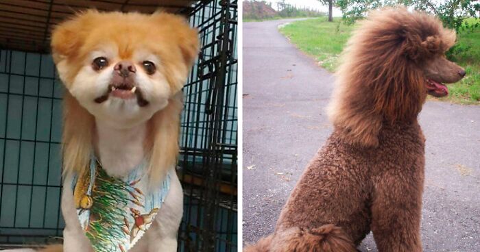 30 Pics Of Dogs With Mullets That Are Hilariously Funny | Bored Panda