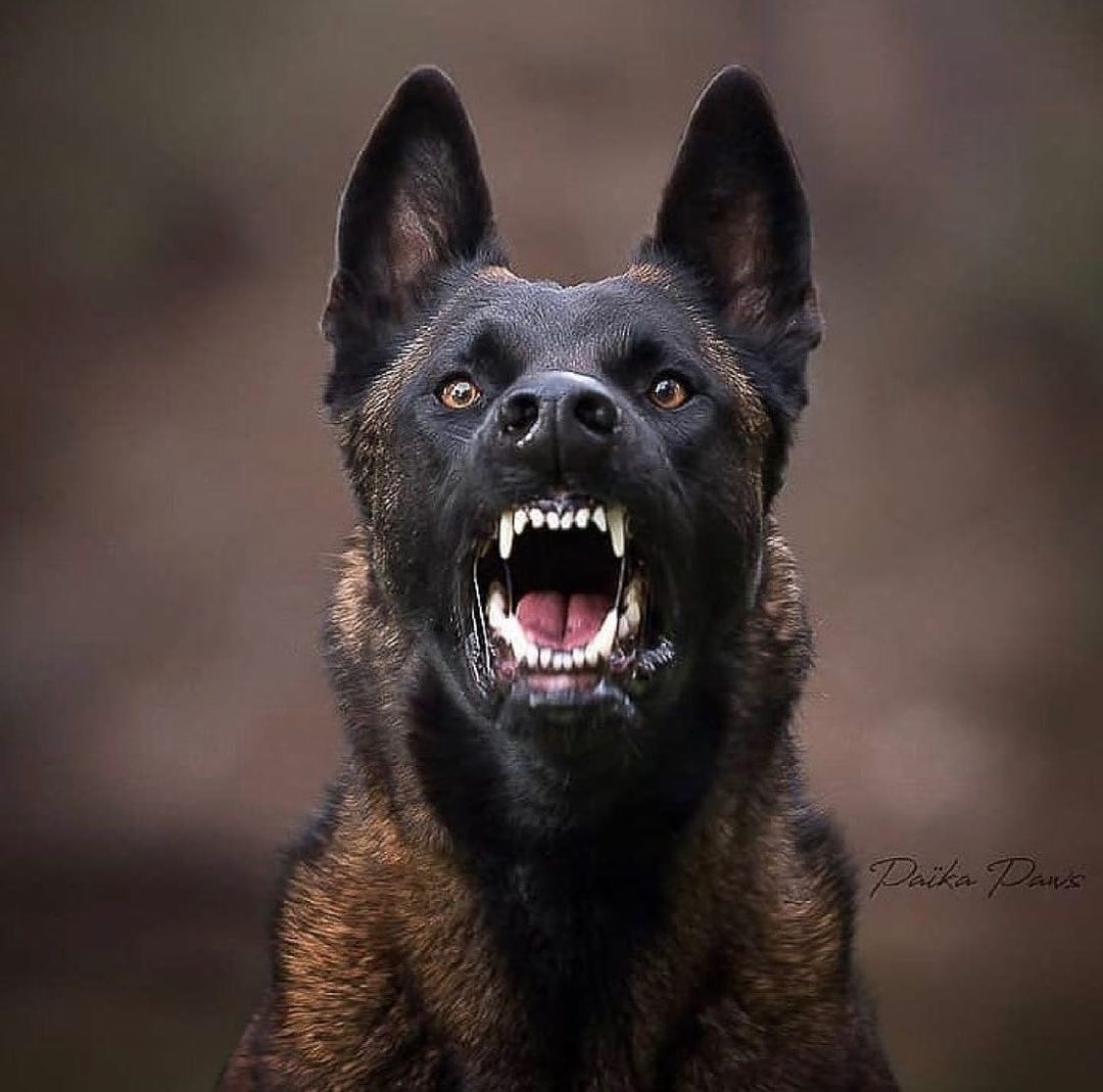 Belgian malinois – Artofit