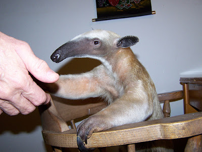 anteater2.jpg
